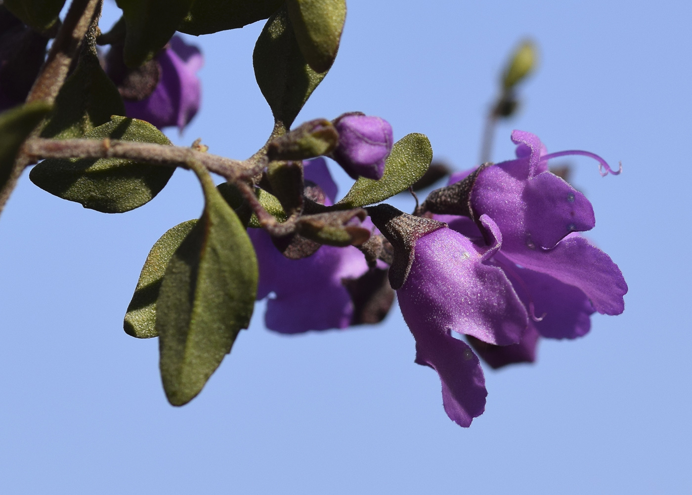 Image of Prostanthera ovalifolia specimen.