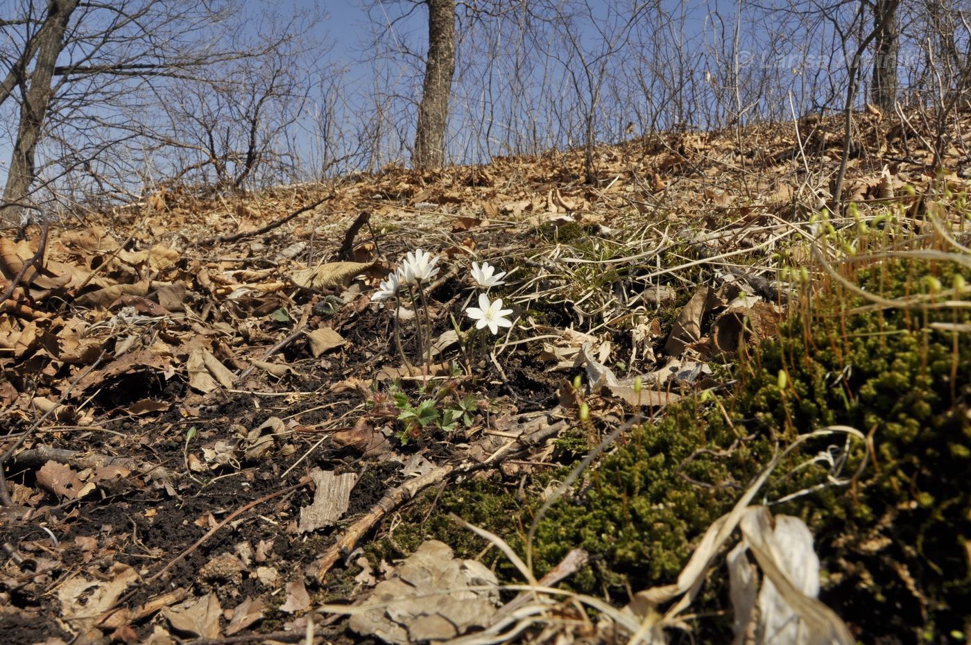 Изображение особи Hepatica asiatica.