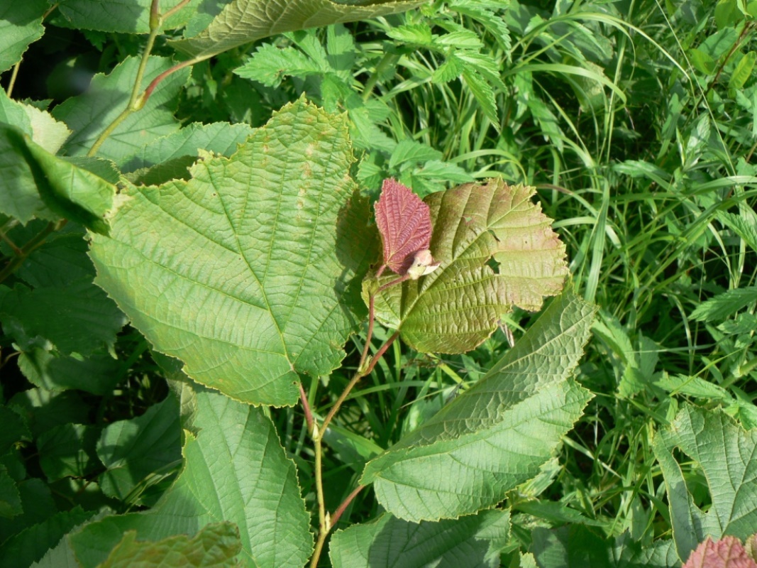 Image of Corylus heterophylla specimen.