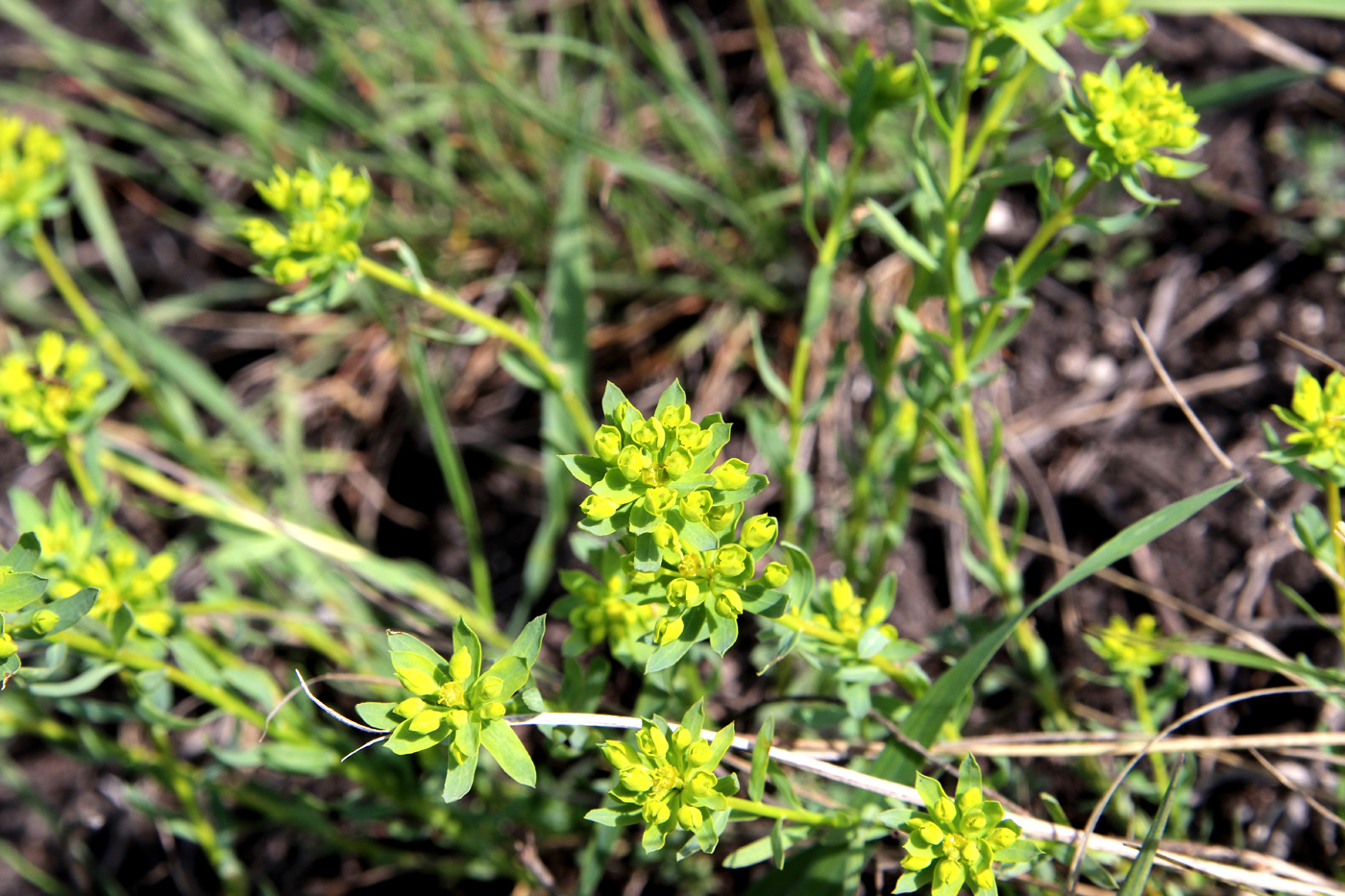 Изображение особи Euphorbia seguieriana.