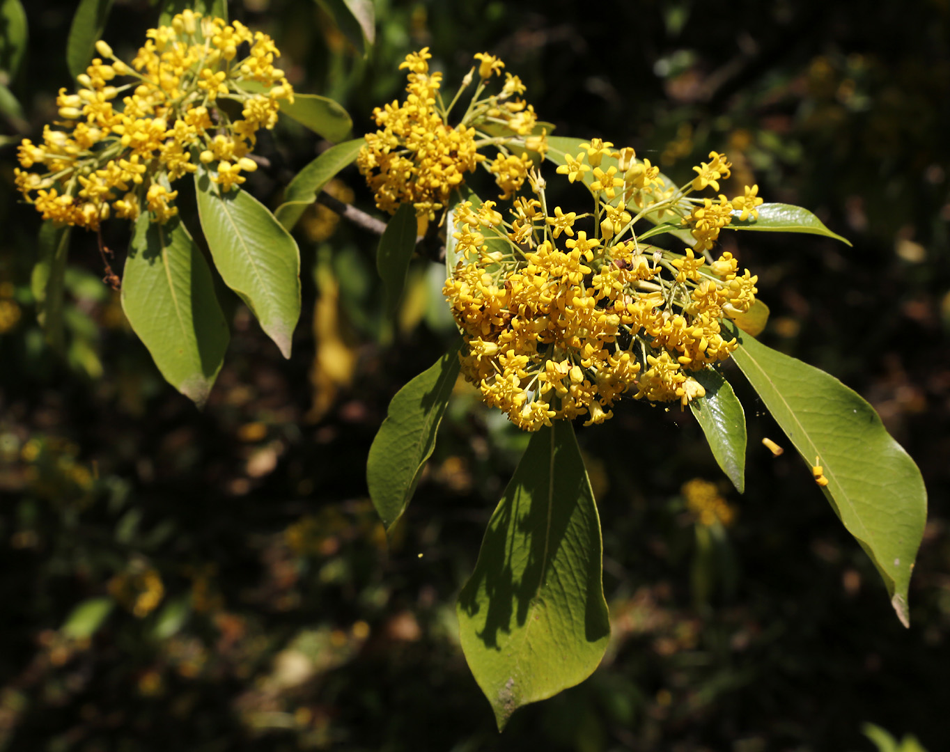 Image of genus Pittosporum specimen.