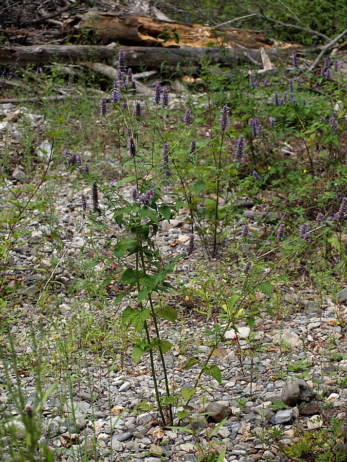 Image of Agastache rugosa specimen.