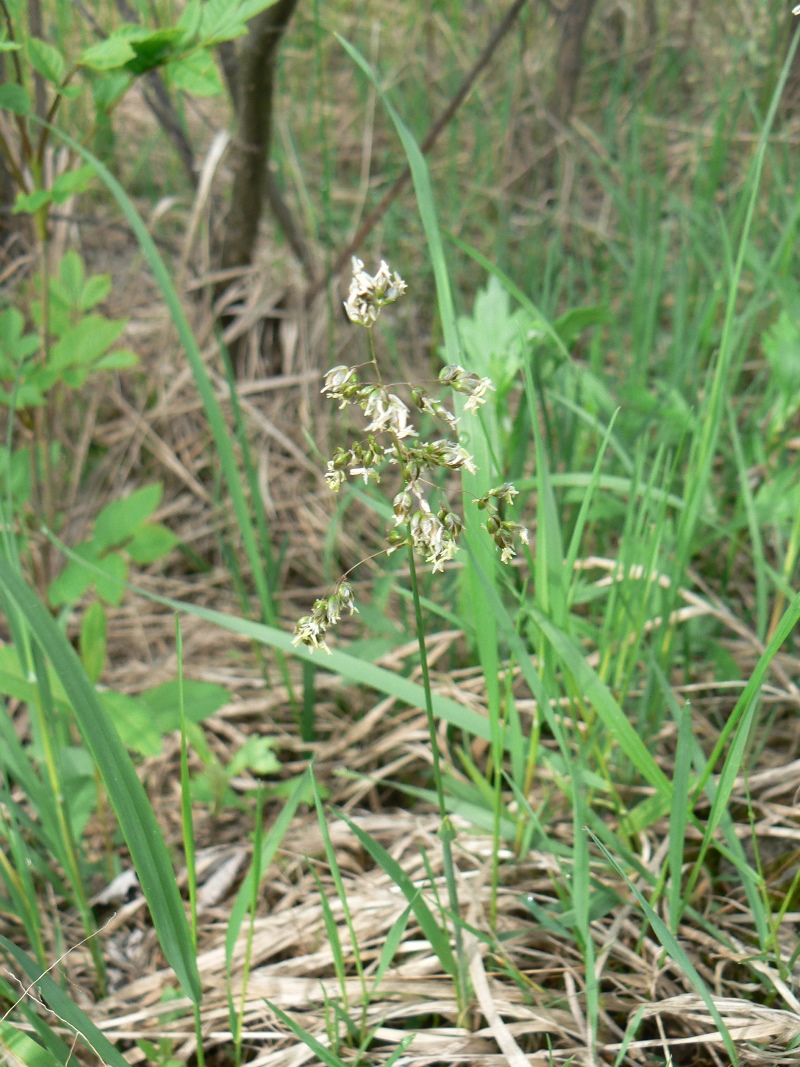 Image of Hierochloe glabra specimen.