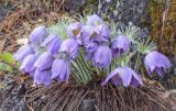 Pulsatilla patens. Цветущее растение в каплях дождя. Пермский край, Лысьвенский р-н, долина р. Чусовая, камень Дужной, вершина скального выступа. 05.05.2021.