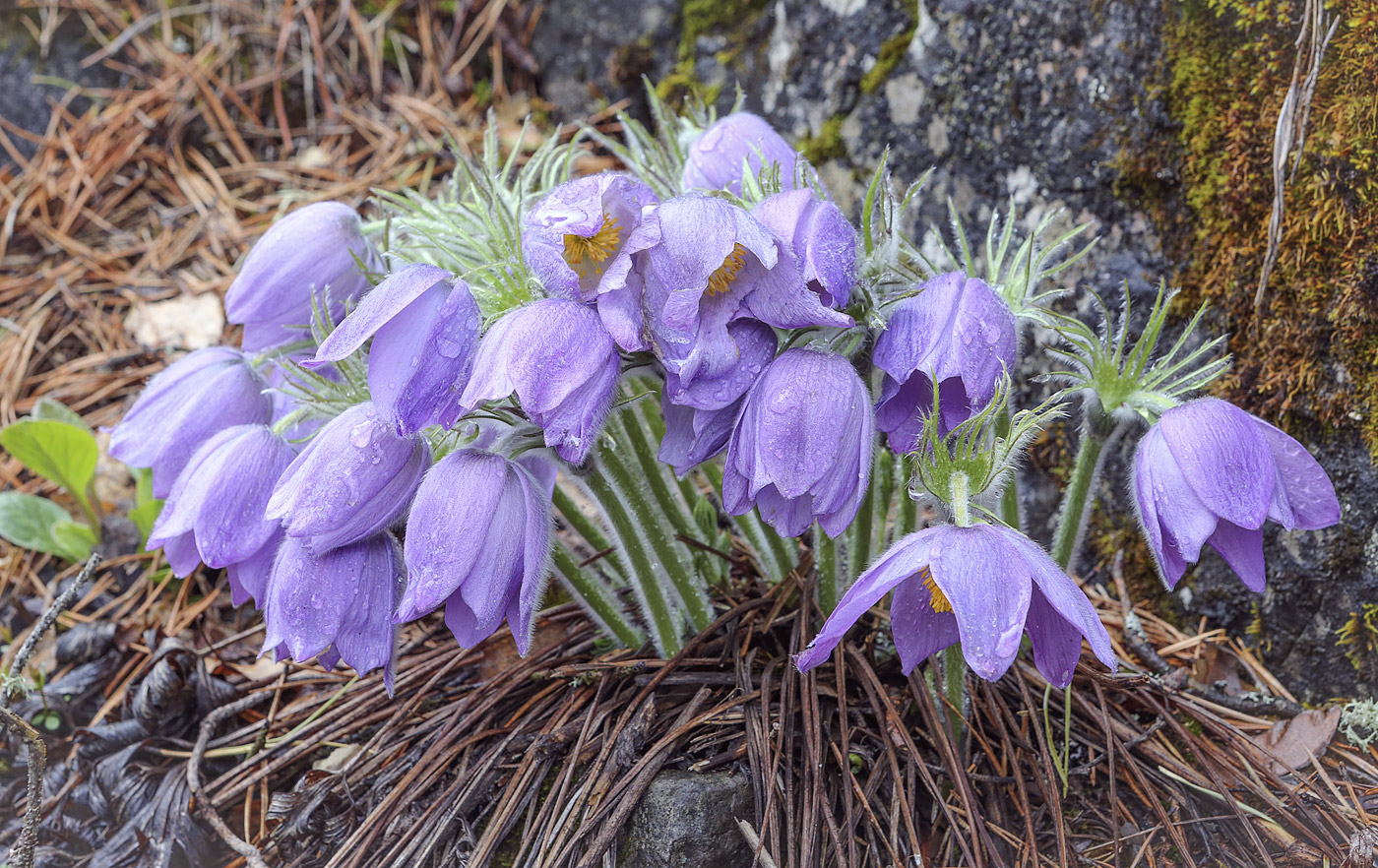 Изображение особи Pulsatilla patens.