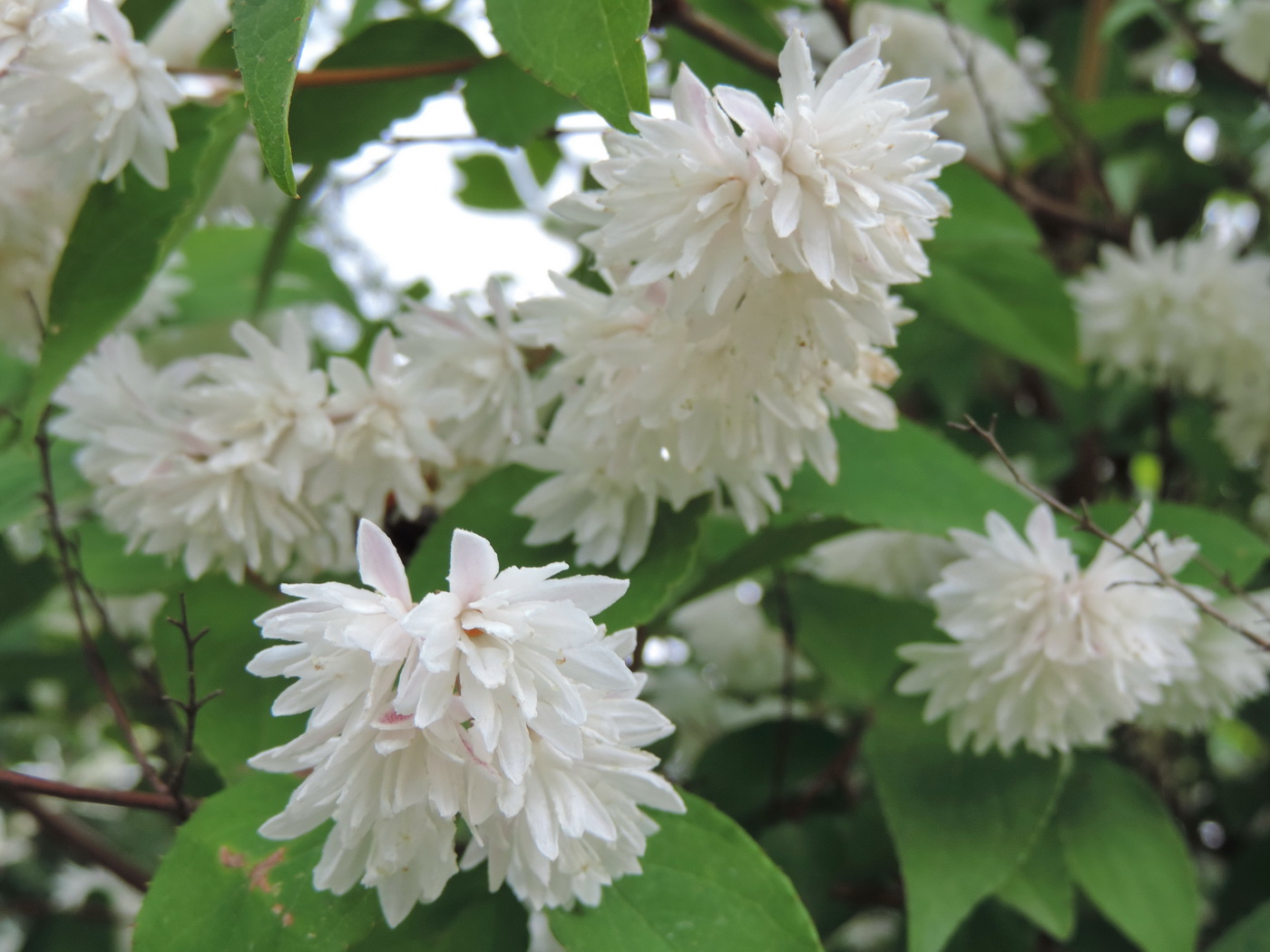 Изображение особи Deutzia scabra var. candidissima.