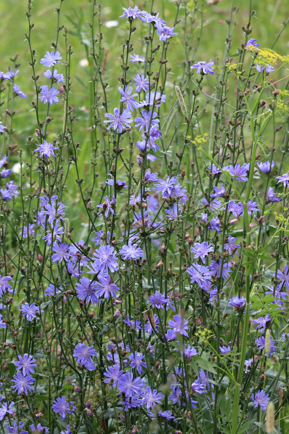 Image of Cichorium intybus specimen.