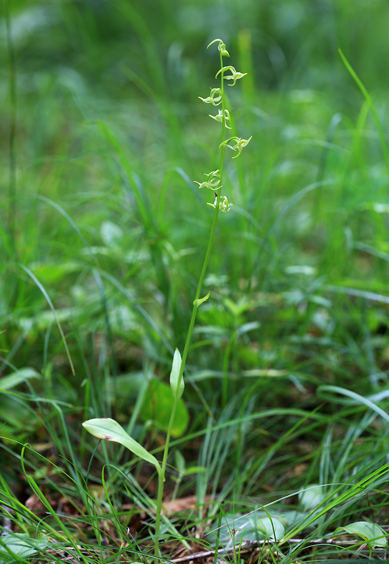 Image of Platanthera &times; inouei specimen.