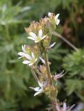 Saxifraga aquatica