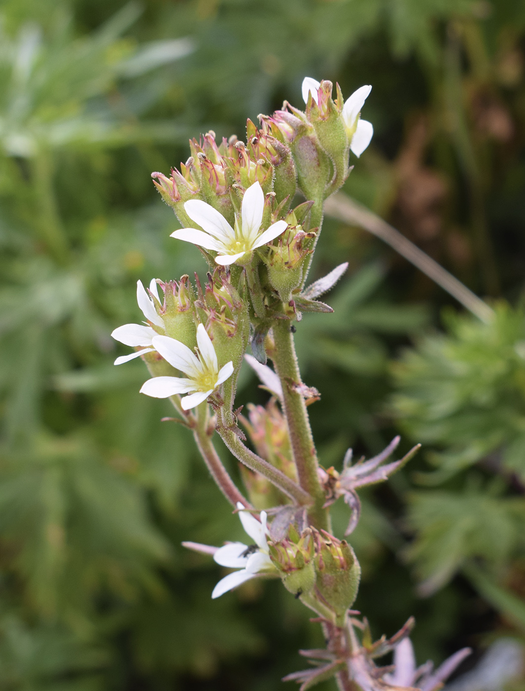 Image of Saxifraga aquatica specimen.