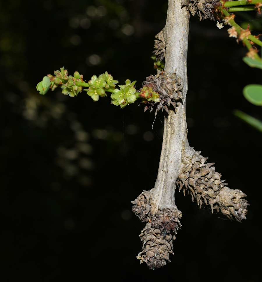 Изображение особи род Phyllanthus.