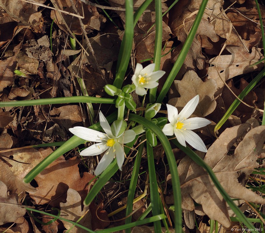 Image of Ornithogalum sintenisii specimen.