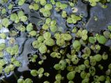 Spirodela polyrhiza