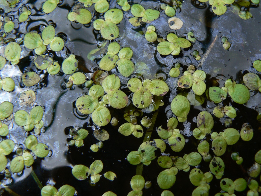 Image of Spirodela polyrhiza specimen.