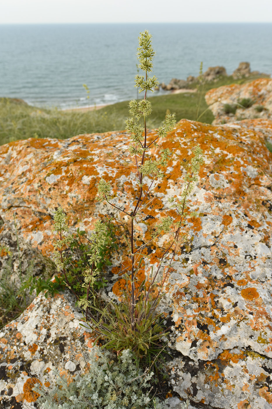 Изображение особи Silene densiflora.