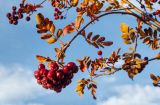 &times; Crataegosorbus miczurinii