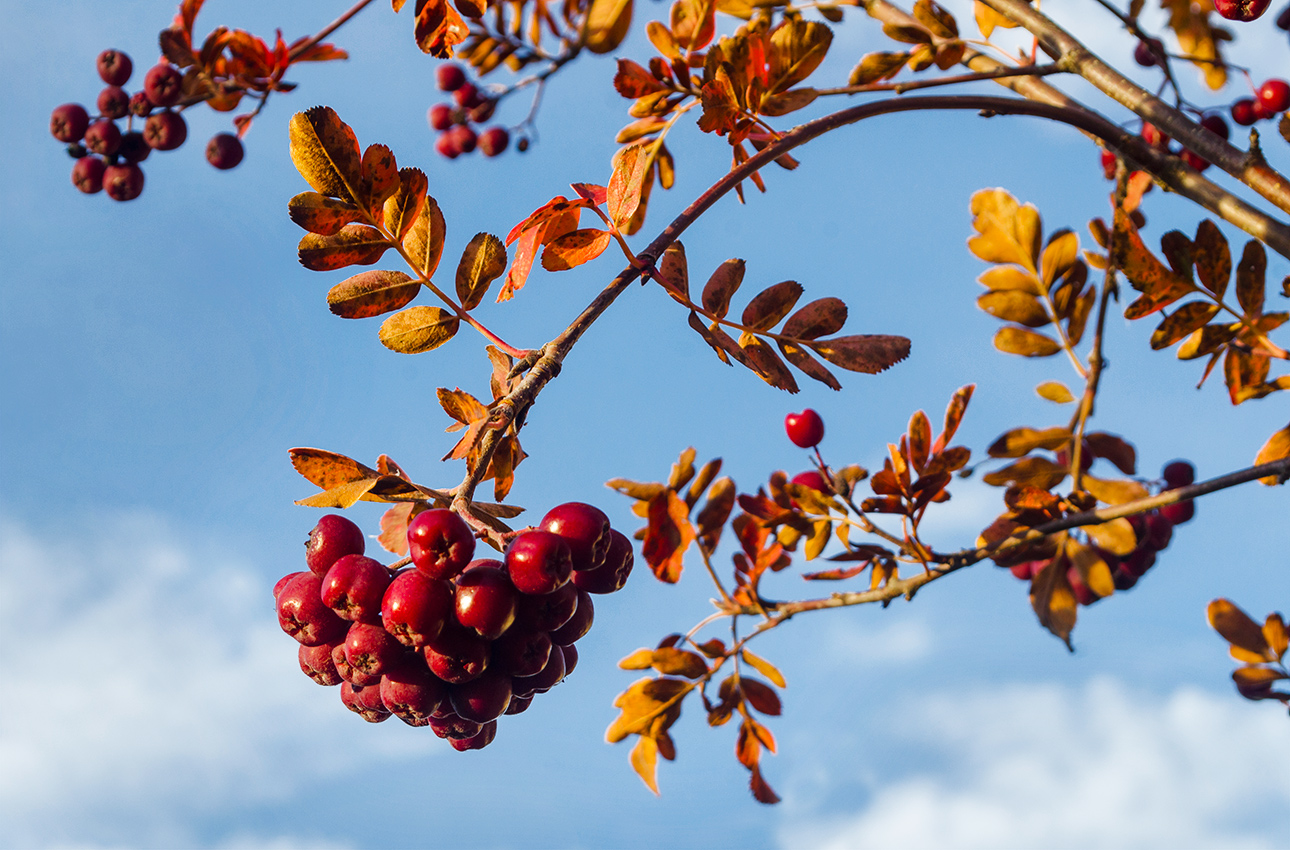 Image of &times; Crataegosorbus miczurinii specimen.