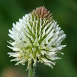 Trifolium montanum. Соцветие. Республика Татарстан, г. Казань. 02.06.2010.