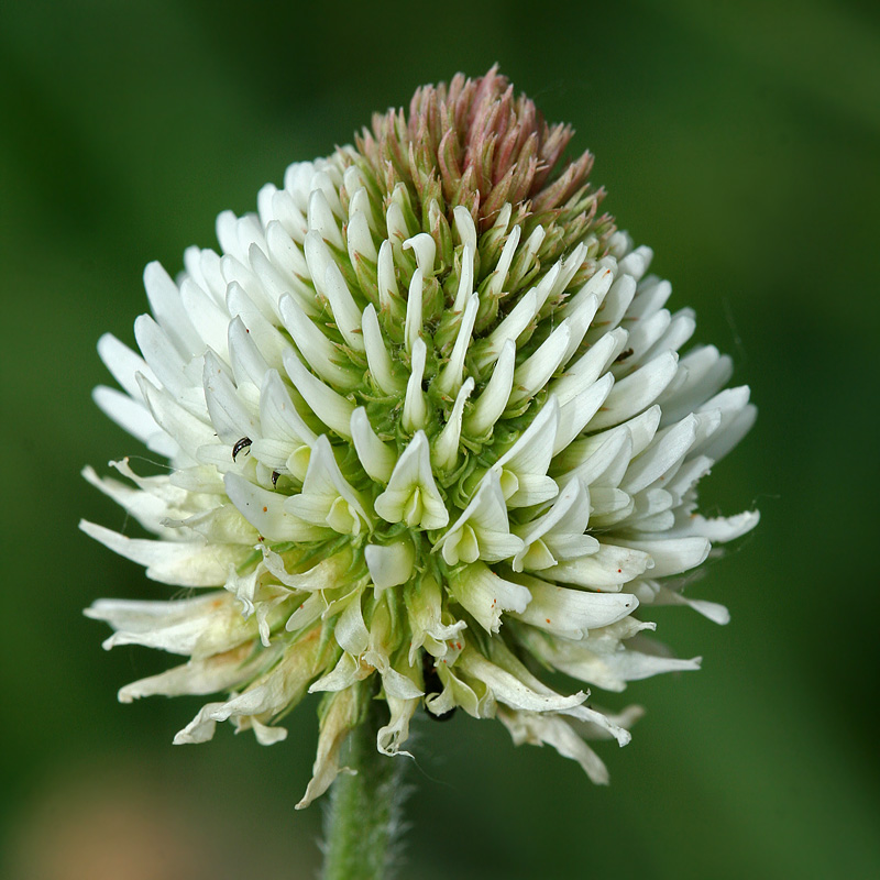 Image of Trifolium montanum specimen.