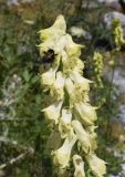 Aconitum lamarckii