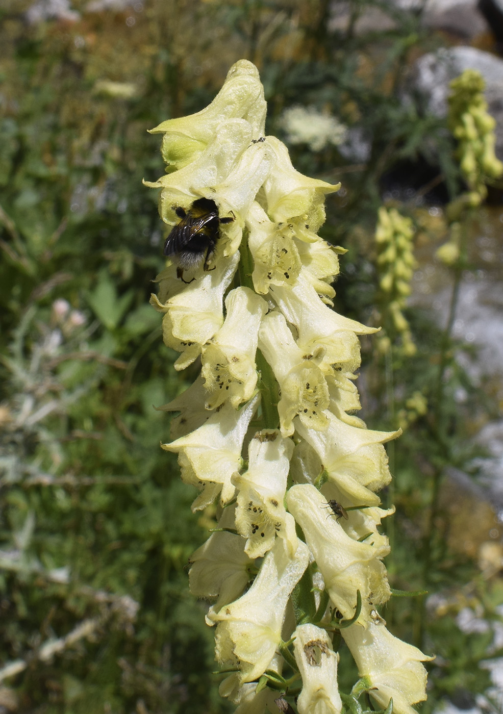 Изображение особи Aconitum lamarckii.