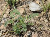 Astragalus oxyglottis