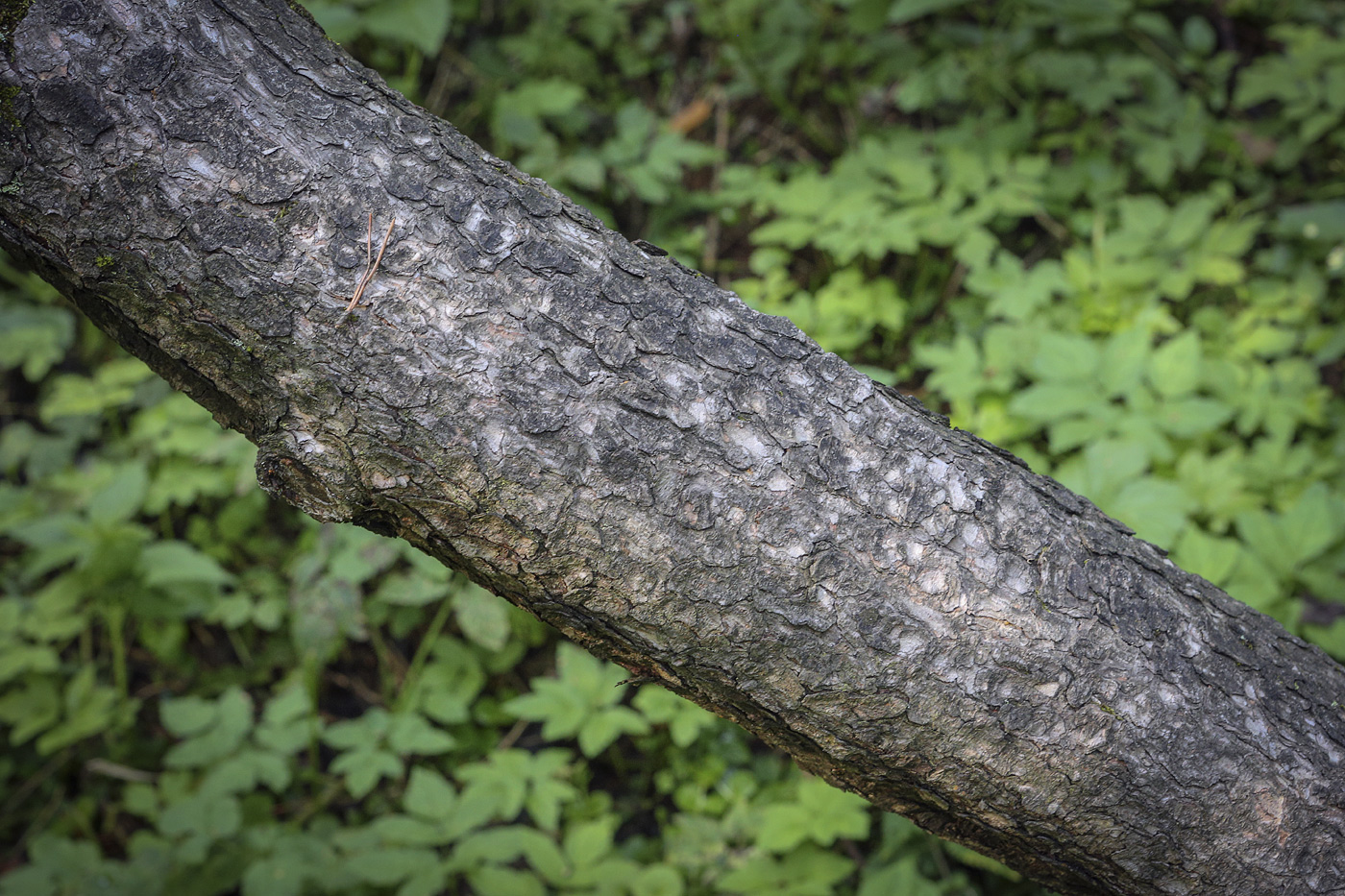 Image of Pinus mugo specimen.