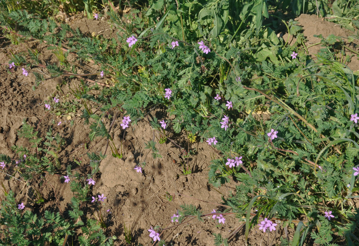 Image of Erodium cicutarium specimen.