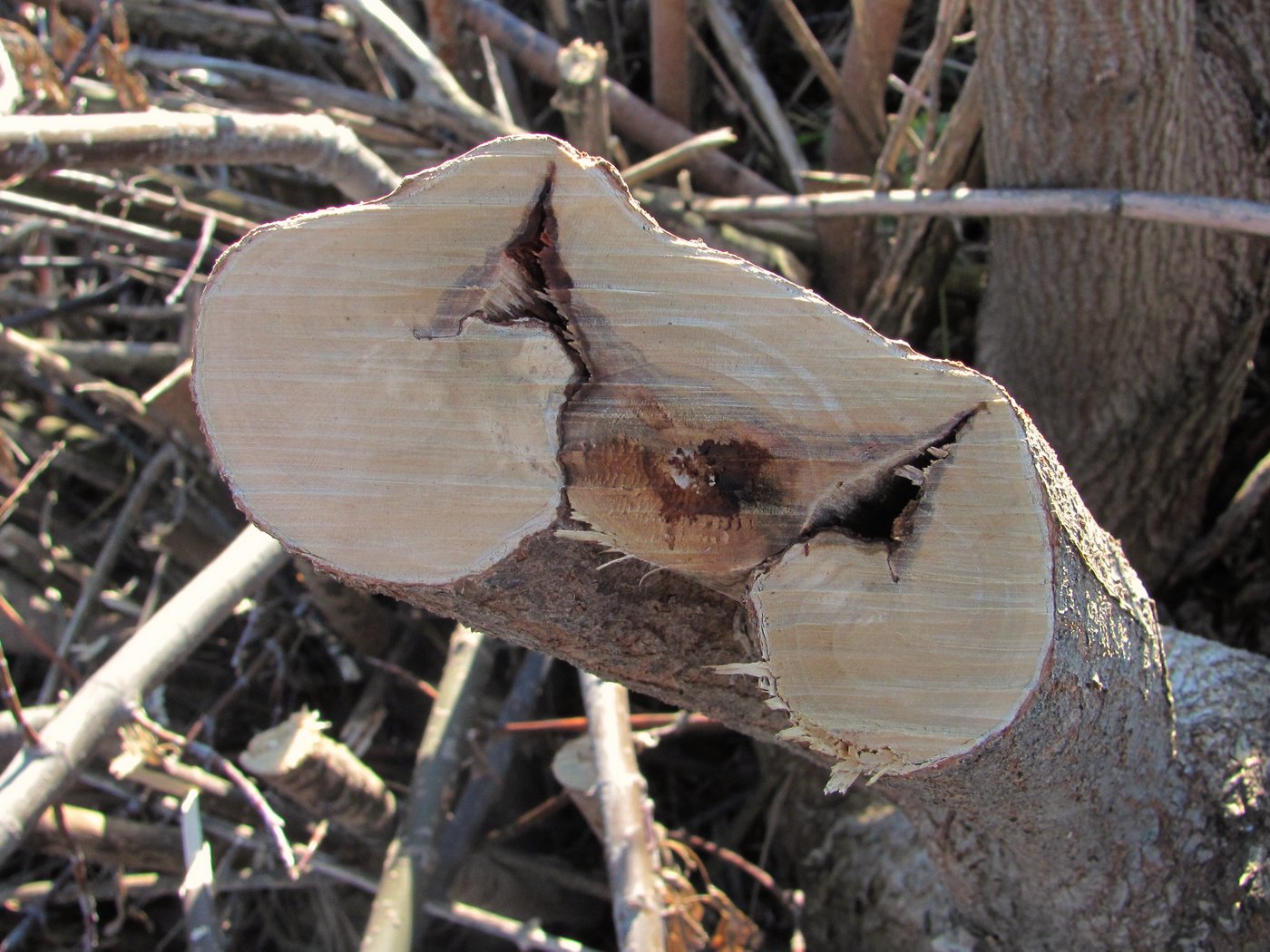 Image of Acer negundo specimen.