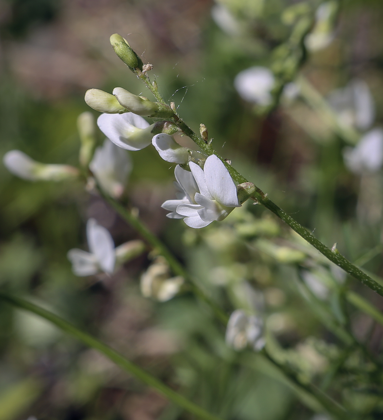 Image of Astragalus silvisteppaceus specimen.