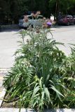 Cynara scolymus