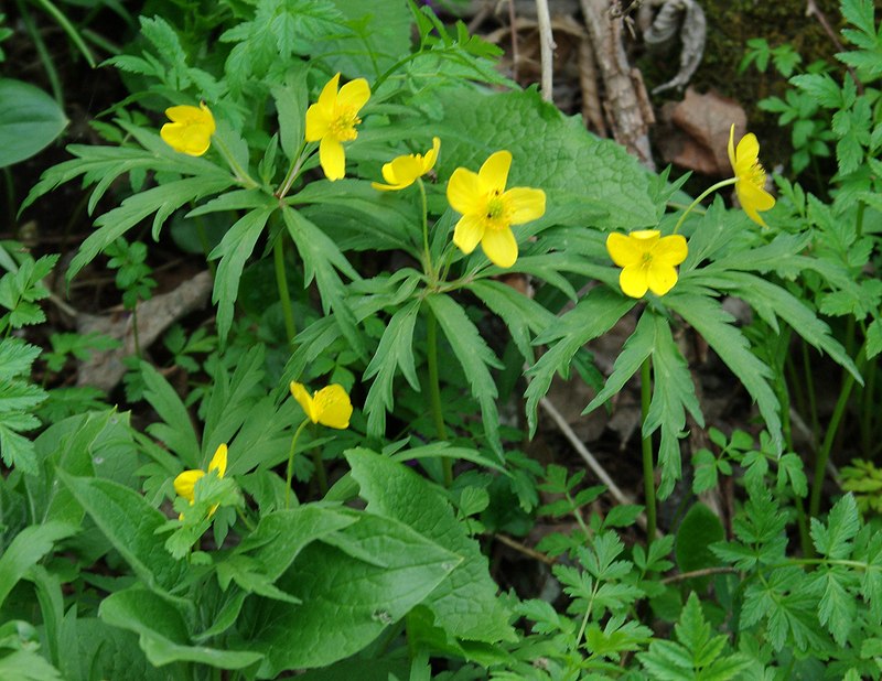 Image of Anemone ranunculoides specimen.