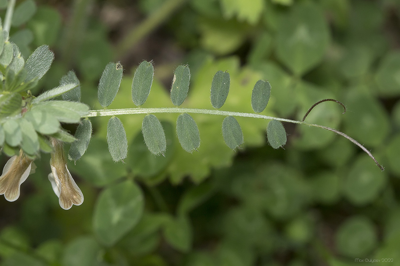 Image of Vicia pannonica specimen.
