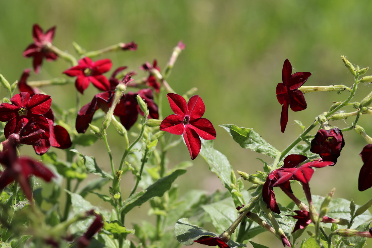 Изображение особи Nicotiana alata.