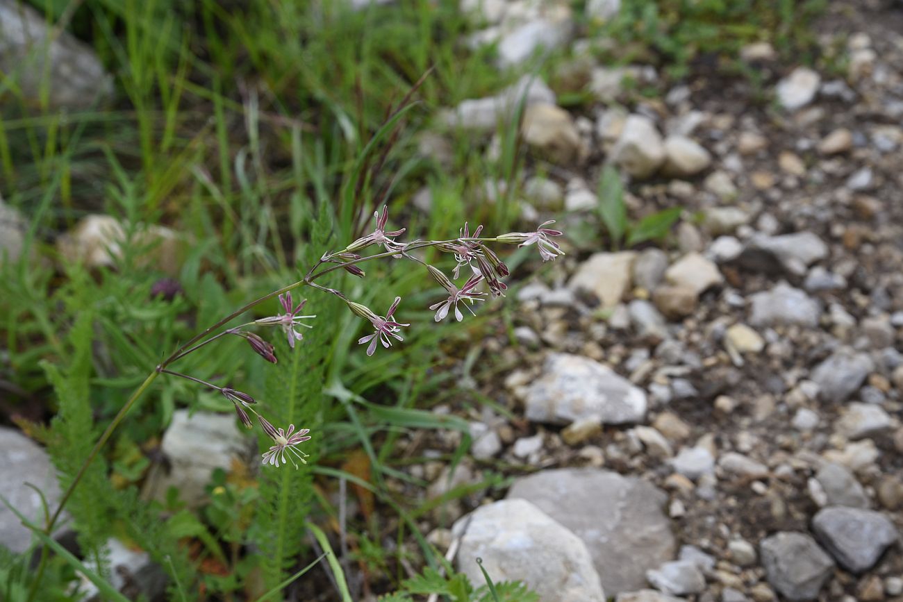 Image of Silene saxatilis specimen.