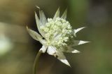 Astrantia minor. Соцветие. Испания, автономное сообщество Каталония, провинция Жирона, комарка Рипольес, муниципалитет Сеткасес, окр. курорта \"Вальтер 2000\", ≈1950 м н.у.м., скалистый берег горного ручья. 03.07.2022.