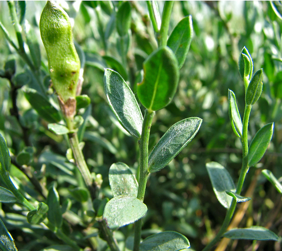 Image of Genista scythica specimen.