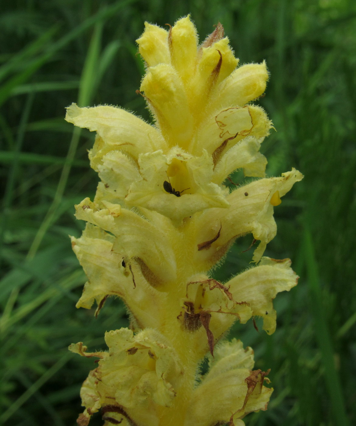 Изображение особи Orobanche alsatica.