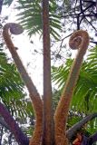 семейство Cyatheaceae. Молодые вайи. Филиппины, провинция Сагада, окр. Ambasing. 08.11.2008.