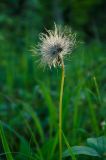 Pulsatilla patens. Верхушка плодоносящего побега. Челябинская обл., Нязепетровский р-н, Шемахинское сельское поселение, окр. с. Арасланово, вершина камня Лось, разреженный сосновый лес. 2 июля 2022 г.