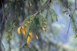 Picea smithiana. Ветви со стробилами и хвоей. Бутан, дзонгхаг Вангди-Пходранг, заповедник \"Phobjikha Valley\". 10.05.2019.