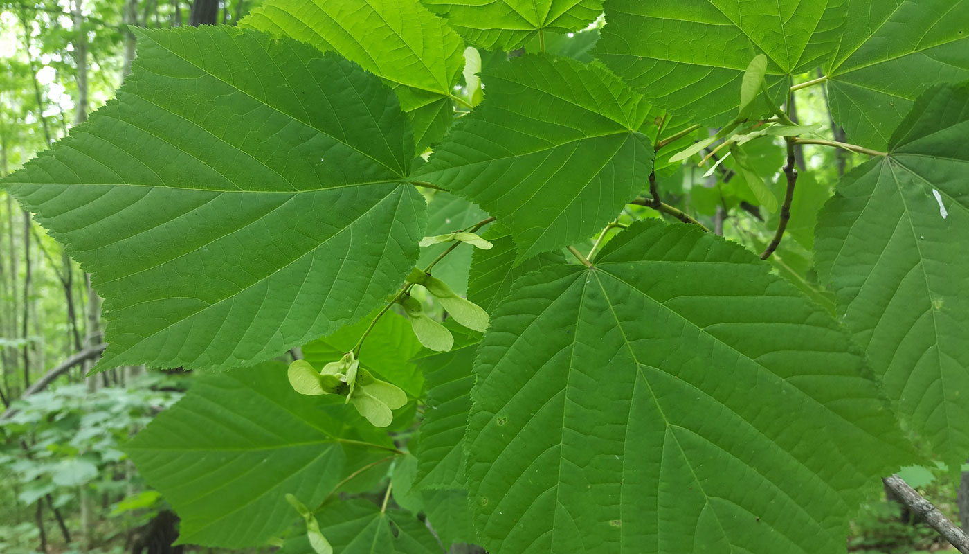 Image of Acer tegmentosum specimen.