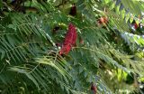 Rhus typhina. Соплодие и листья. Северная Осетия, Владикавказ, в культуре. 23.07.2022.