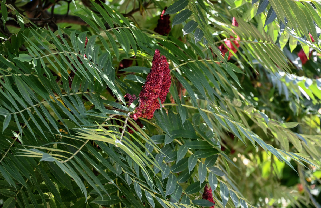 Image of Rhus typhina specimen.