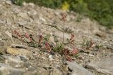 Persicaria lapathifolia