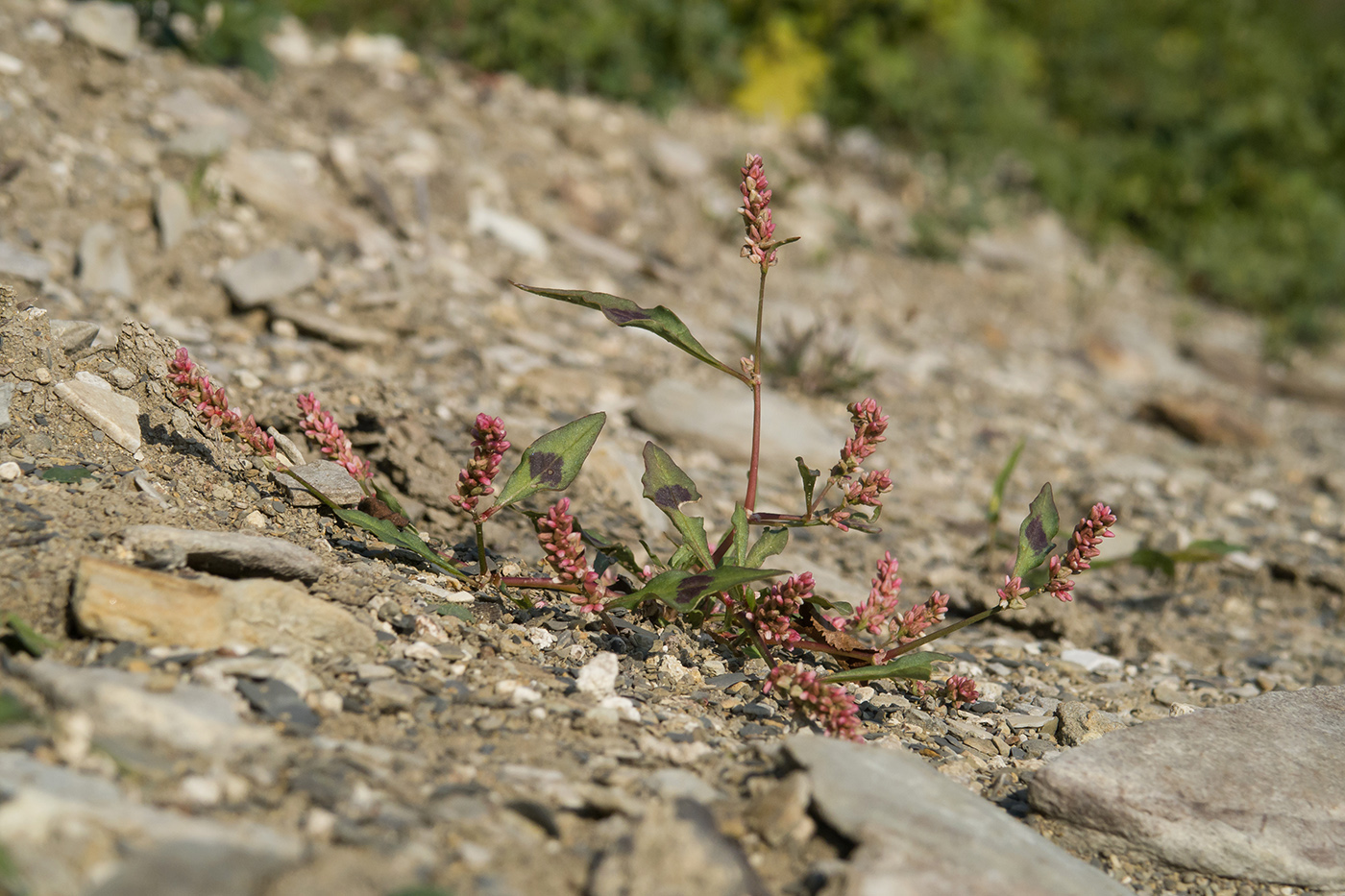 Изображение особи Persicaria lapathifolia.