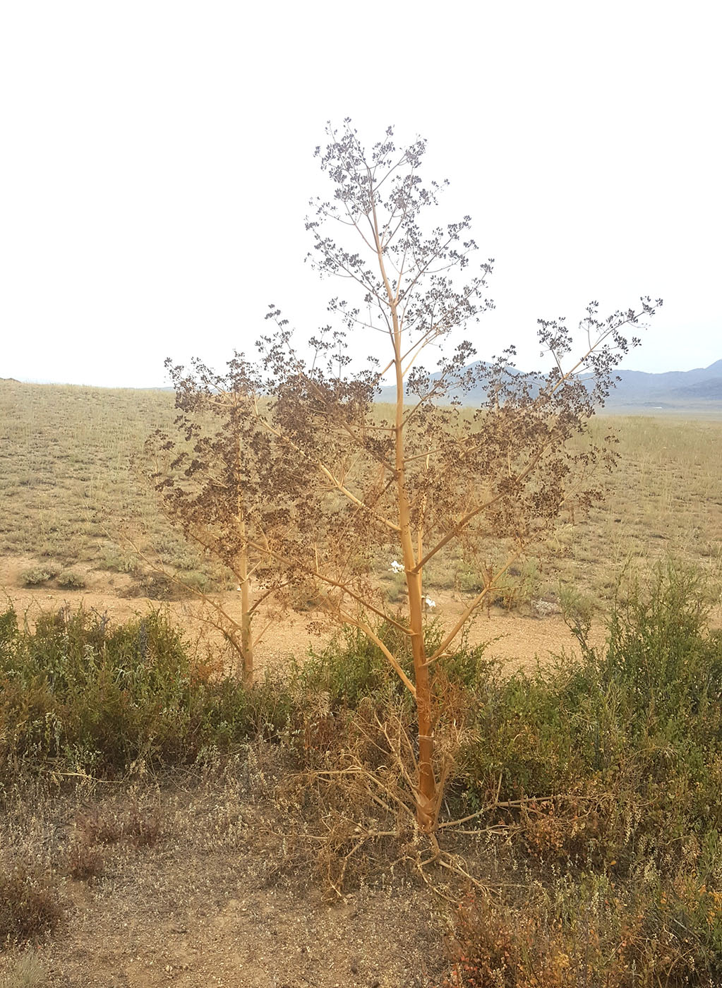 Image of Ferula paniculata specimen.