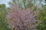 Prunus serrulata. Крона цветущего дерева. Москва, ботанический сад МГУ \"Аптекарский огород\", в культуре. 04.05.2021.