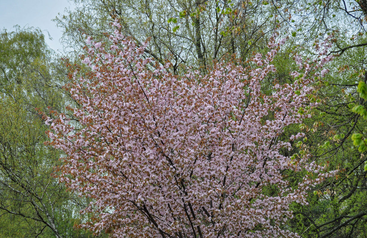 Image of Prunus serrulata specimen.