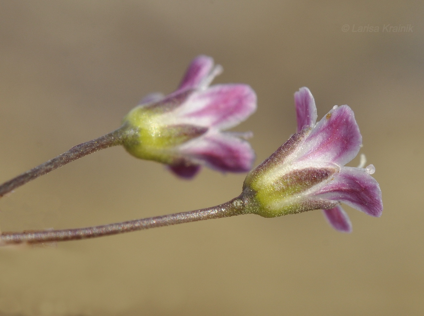 Image of Gypsophila perfoliata specimen.